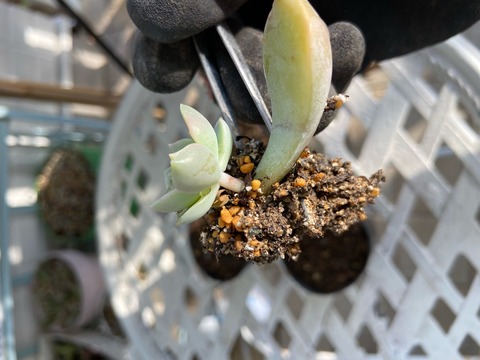 FullSizeRender
