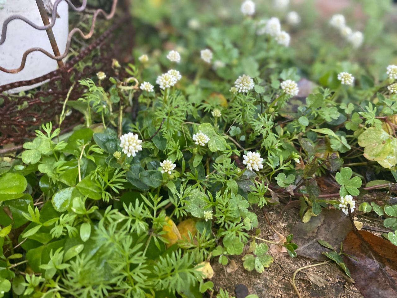 冬に花が広がる貴重なグランドカバー 白いポリゴナム のばらのガーデニングブログ Hana And Rose Garden Powered By ライブドアブログ