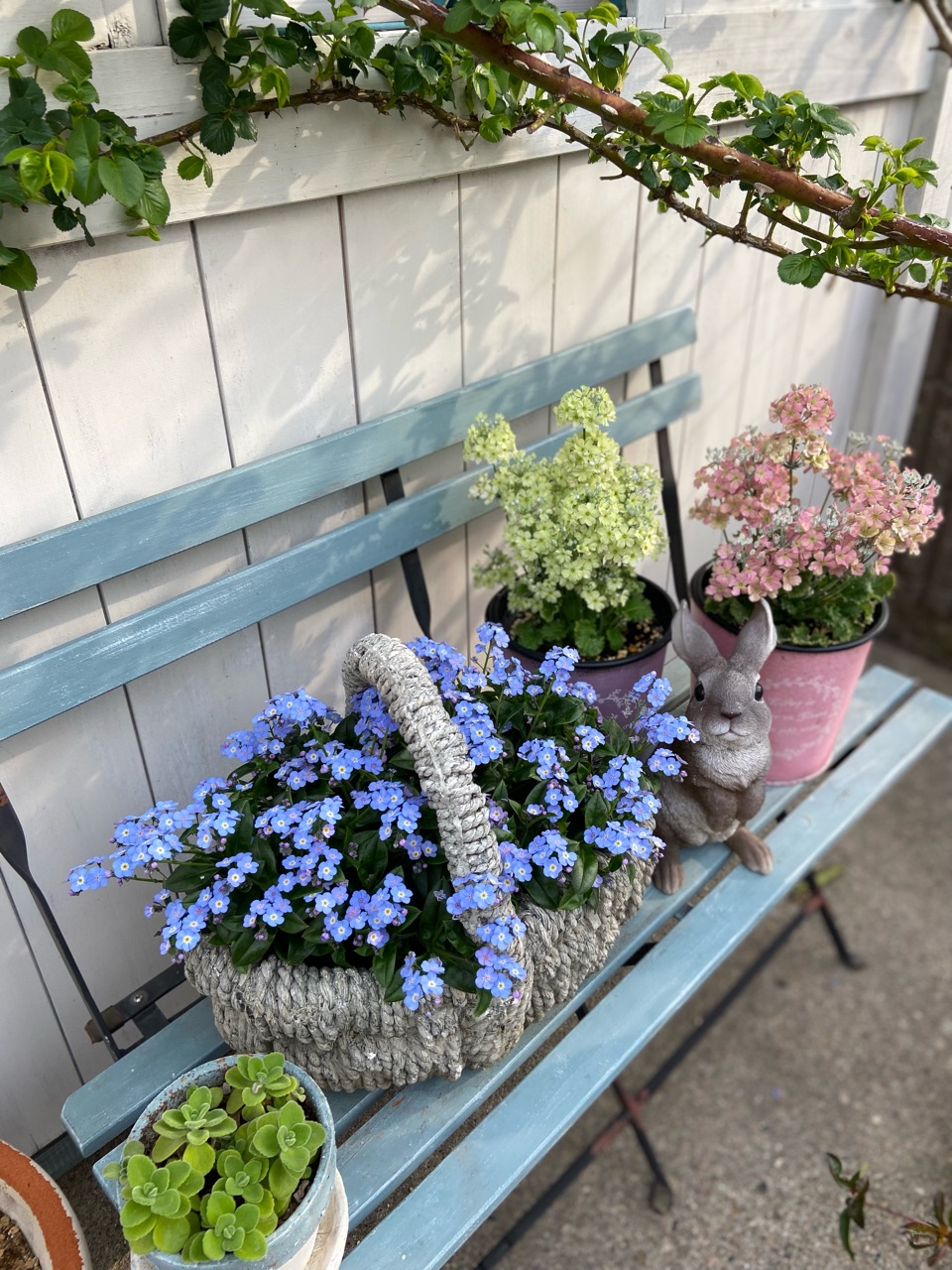 春の花が一気に溢れて…ミオソティス、ラナンキュラスラックス 春の花が一気に溢れて…ミオソティス、ラナンキュラスラックス