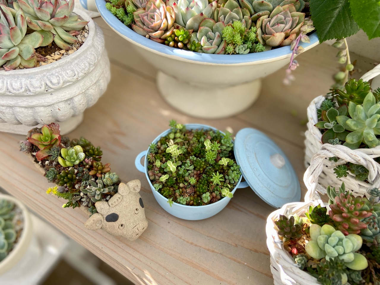 小さな寄せ植え♪姫秀麗 葉挿しから育てて ちょうど1年くらい経ったつぶつぶ👶🌱 姫秀麗