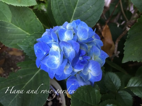 {978F4A5C-D2CD-408E-A65A-0B98AE41E03C}