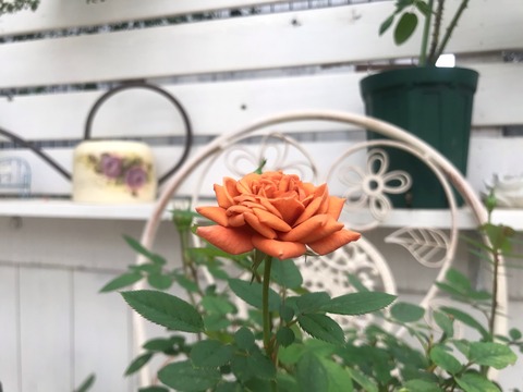 バラ のばらのガーデニングブログ Hana And Rose Garden Powered By ライブドアブログ