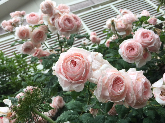 バラの予約苗が届きました～♪そして植えました♪ : のばらの