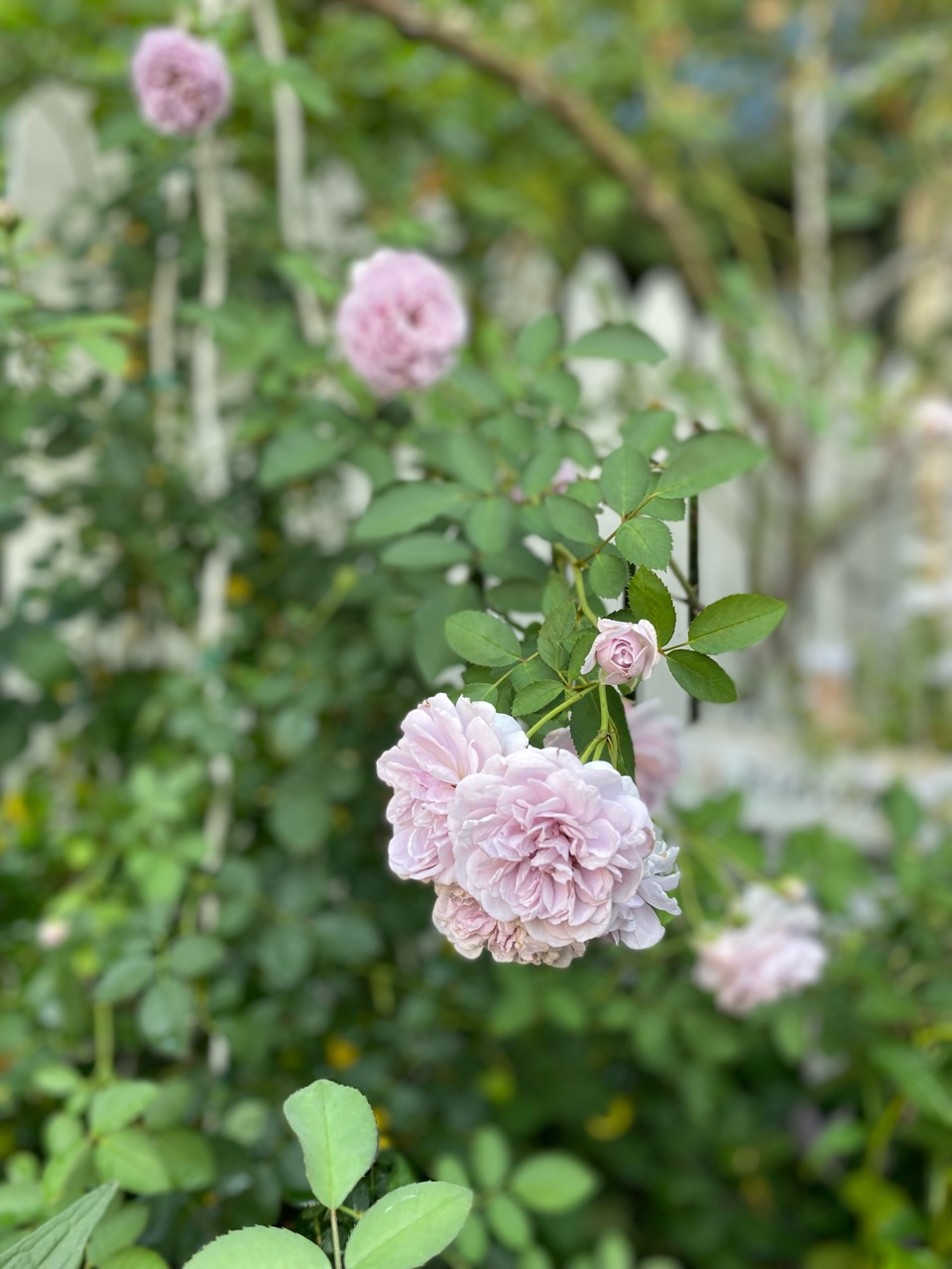 優しく咲く淡い色の花…レイニーブルーとエキナセア : のばらの