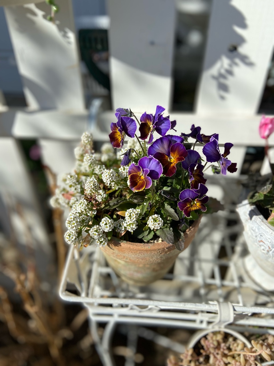 四季咲きのミモザ（アカシア）を育ててみることにしました : のばらの