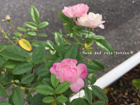 {AEBF20F8-15E8-45A2-A4D9-4E6DD6929F56:01}