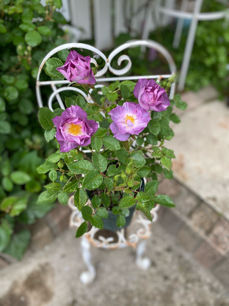 挿木の正体はブルーフォーユーでした！ : のばらのガーデニングブログ