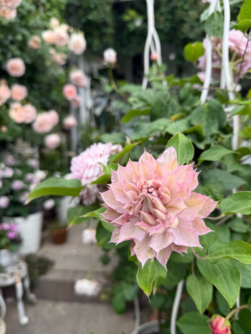 可愛いカラーのクレマチス〝春姫〟とつぼ型〝ファッシネーション