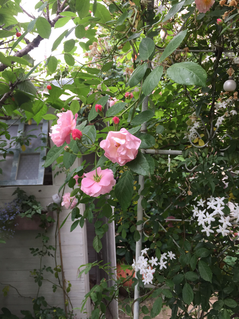 バラの季節 ブログog 小庭 のばらのガーデニングブログ Hana And Rose Garden Powered By ライブドアブログ