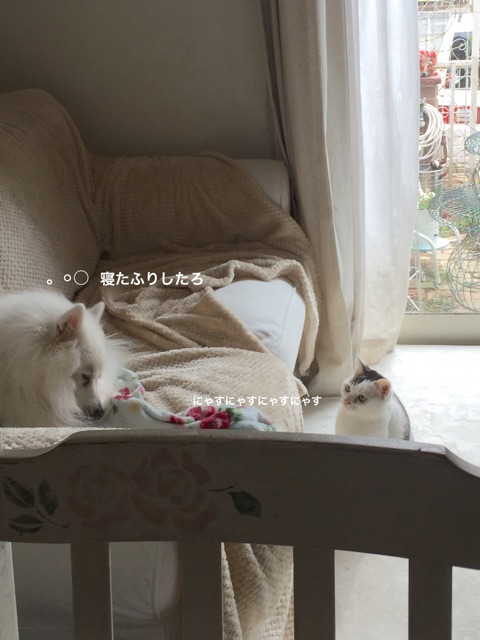 {AFE39D52-F2DD-47CC-BE60-25F2600FC92A}