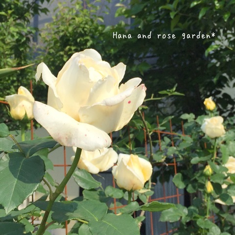 {7F92848A-09DD-4A4E-B9D4-DB136B13263F}