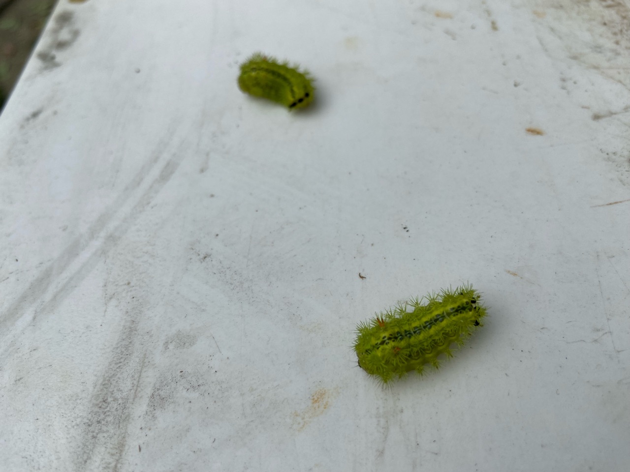 【メール便送料無料対応可】 初めて見た！バラに付いていた害虫3種類の被害と有効薬|花弁の 絵画