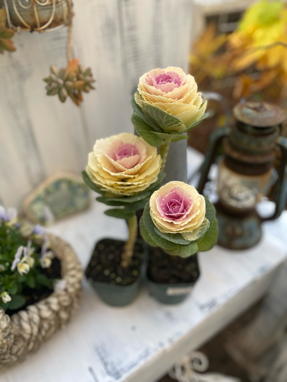 踊り葉牡丹 に挑戦 こんな種類を選びます のばらのガーデニングブログ Hana And Rose Garden Powered By ライブドアブログ