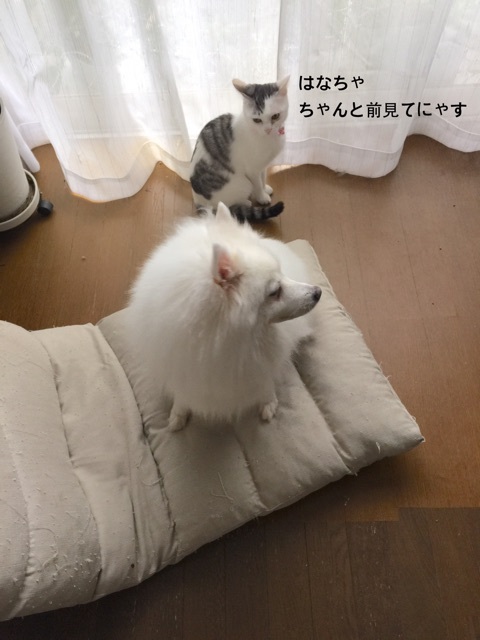 {0C3C4EB8-8AEB-4B7C-B187-464D10C57AA3}