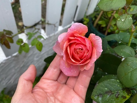 秋バラ雨にも負けず風にも負けず 兄弟揃って のばらのガーデニングブログ Hana And Rose Garden Powered By ライブドアブログ
