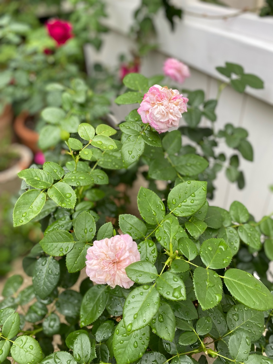 ドイリー❤️わびすけ様 2点 華麗な薔薇達のドイリー✨ ドイリー❤️わびすけ様 2点 華麗な薔薇達のドイリー✨