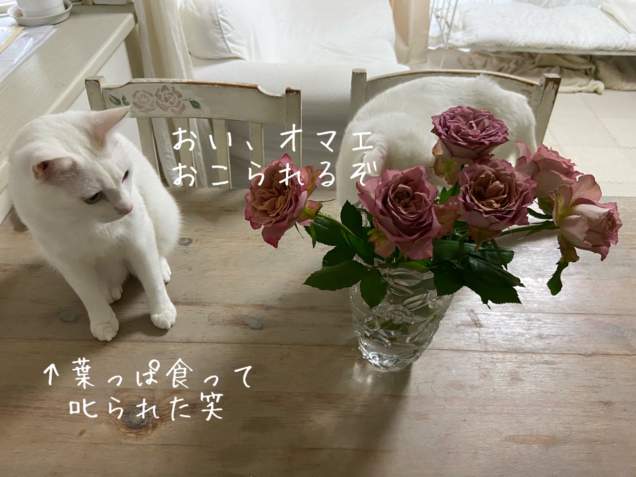 挿し木のやり方 素敵なバラの切り花を挿し木しました のばらのガーデニングブログ Hana And Rose Garden Powered By ライブドアブログ 挿し木のやり方 素敵なバラの切り花を挿し木しました のばらのガーデニングブログ Hana And Rose Garden Powered By ライブドアブログ