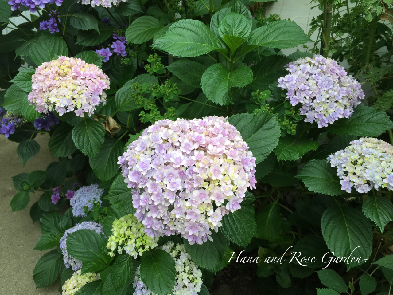 紫陽花 てまりてまり とか のばらのガーデニングブログ Hana And Rose Garden Powered By ライブドアブログ