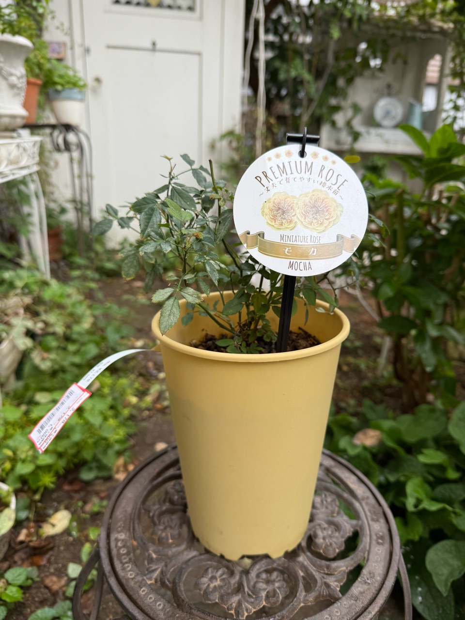 大量入荷 (ᵔᴥᵔ)かわいい♡発根♡ミニバラ苗（レオニーラメッシュ