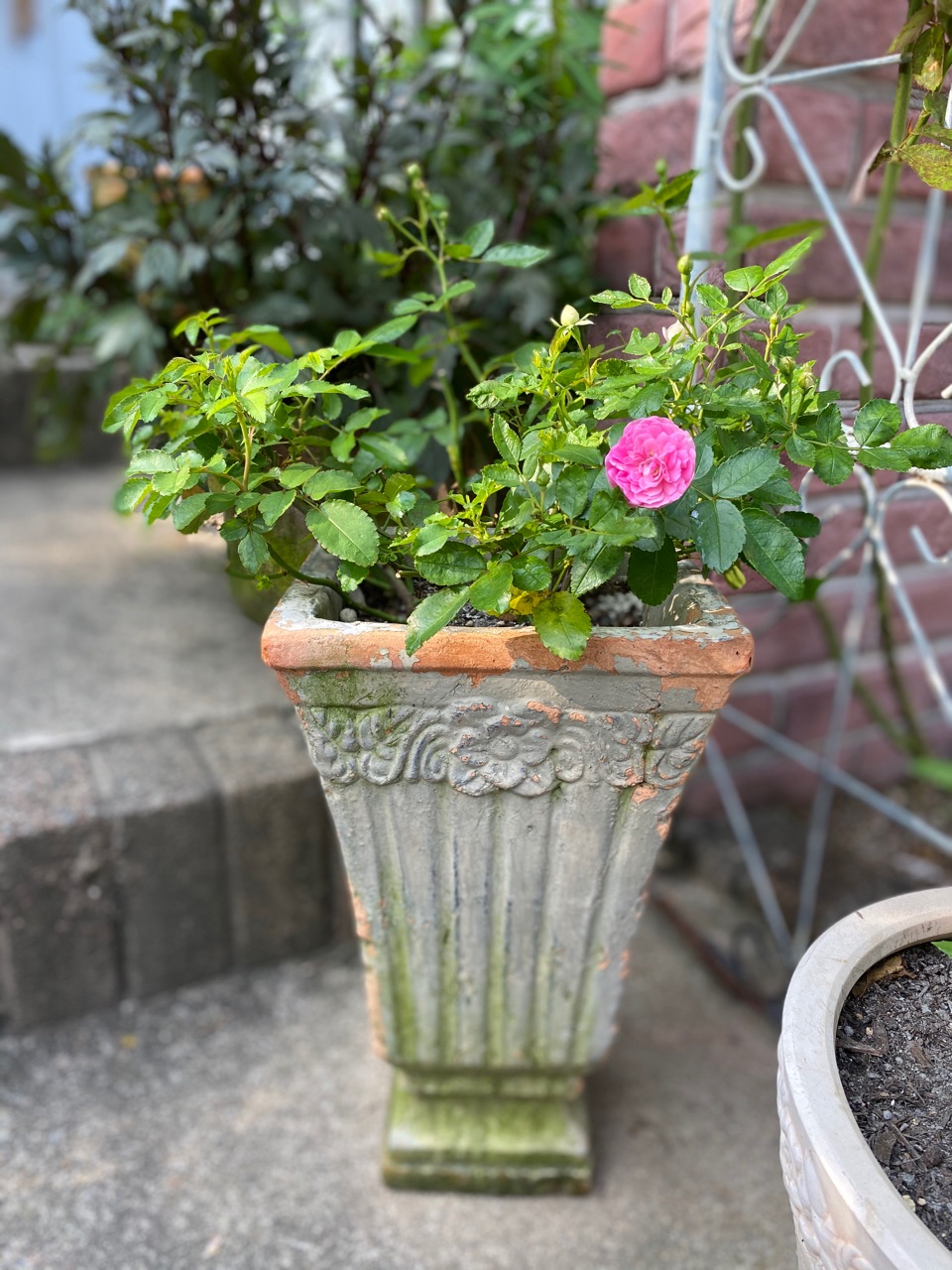 グリーンアイス3回目の花 ビンカ のばらのガーデニングブログ Hana And Rose Garden Powered By ライブドアブログ グリーンアイス3回目の花 ビンカ のばらのガーデニングブログ Hana And Rose Garden Powered By ライブドアブログ