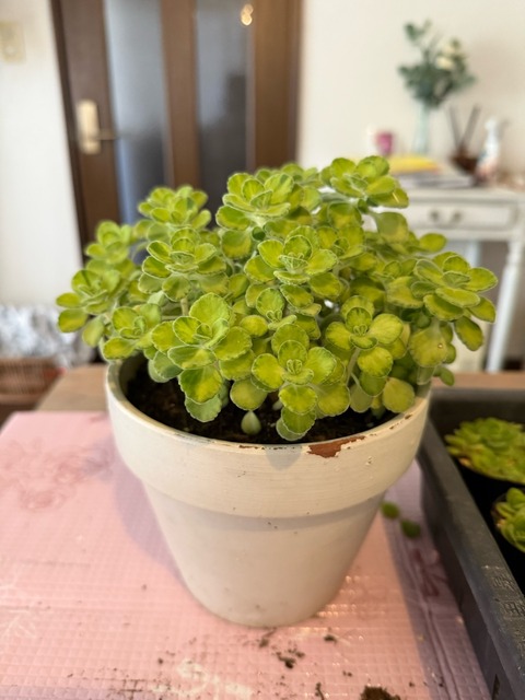 IMG_5641