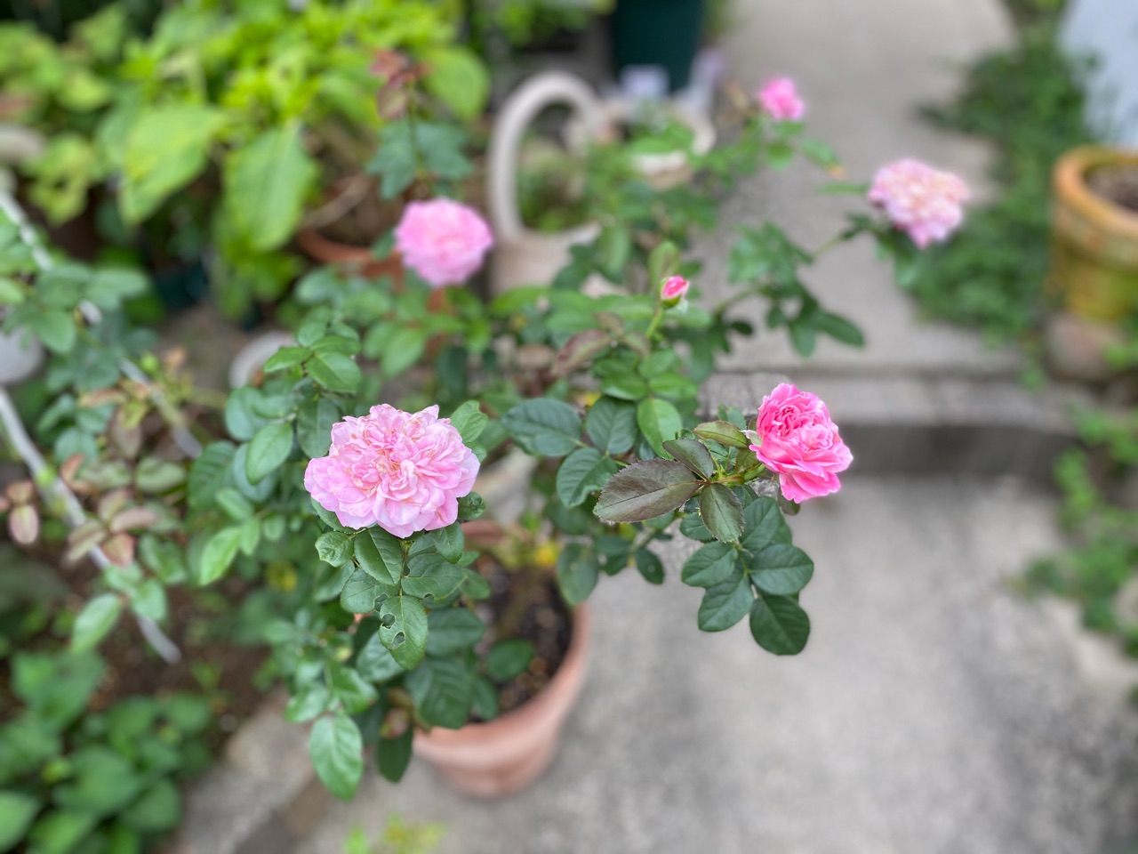 パリスと今日のバラ ダメダメな日 のばらのガーデニングブログ Hana And Rose Garden Powered By ライブドアブログ パリスと今日のバラ ダメダメな日 のばらのガーデニングブログ Hana And Rose Garden Powered By ライブドアブログ