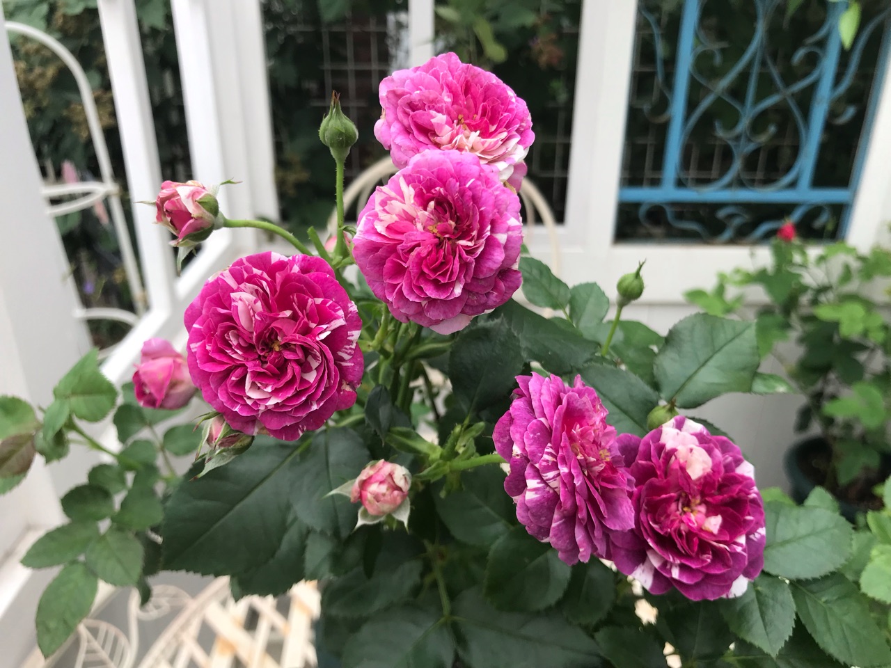 切花品種センテッドジュエル 2番花少しづつ開花中 のばらのガーデニングブログ Hana And Rose Garden Powered By ライブドアブログ 切花品種センテッドジュエル 2番花少しづつ開花中 のばらのガーデニングブログ Hana And Rose Garden Powered By ライブドアブログ