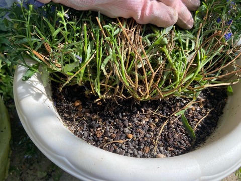 FullSizeRender