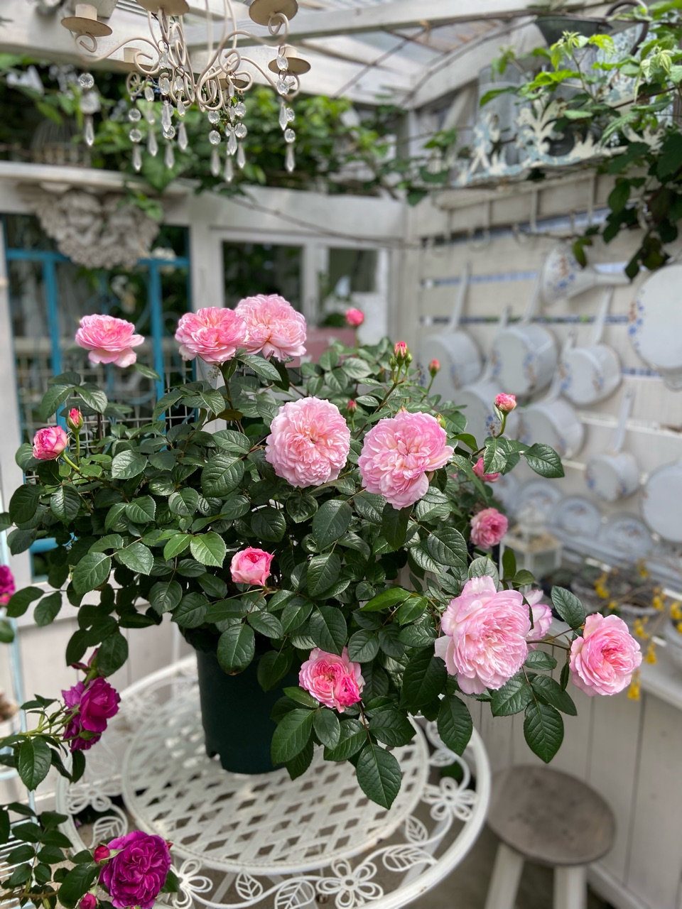 大人女性の 薔薇の鉢増しをする事にしました(10号鉢大人買い) : のばらの その他