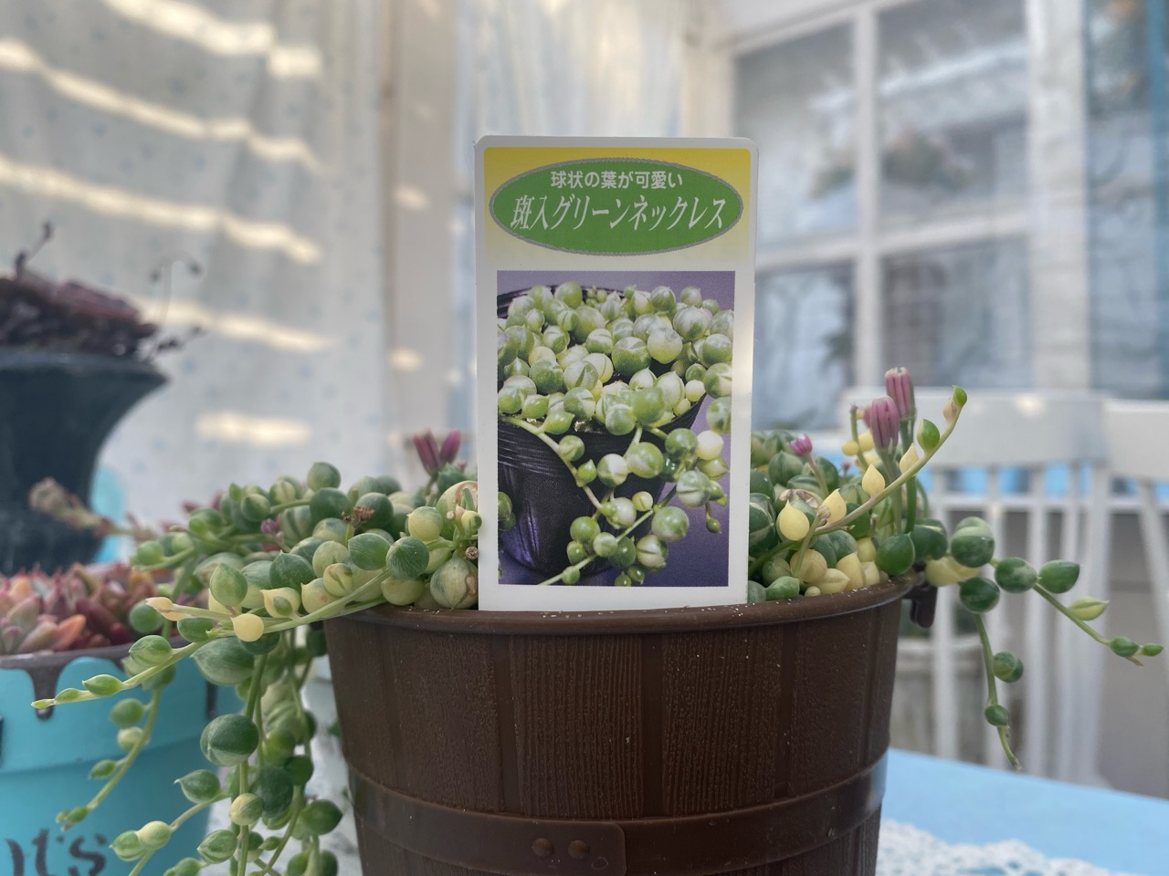 斑入りの多肉、エンジェルティアーズと斑入りのグリーンネックレスの