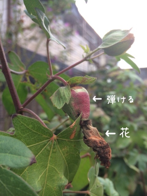 {B8BC9716-9F1A-4CE7-A847-9910FCB33729:01}
