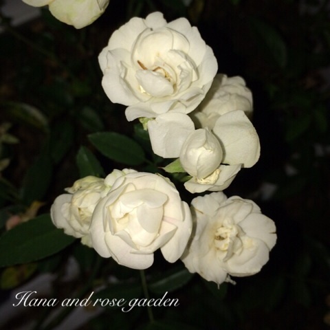 {790A4533-7E20-40FB-9C21-A28B2BAD5749:01}