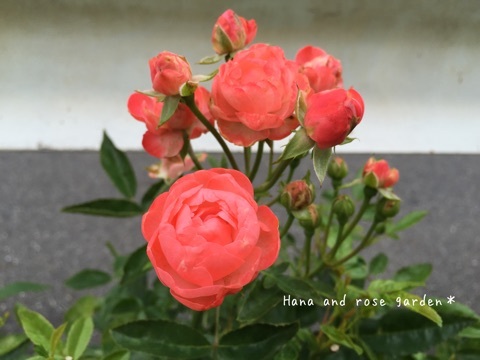 {A1FAF115-BDC5-4311-BAEA-70BD4E23F4DF:01}