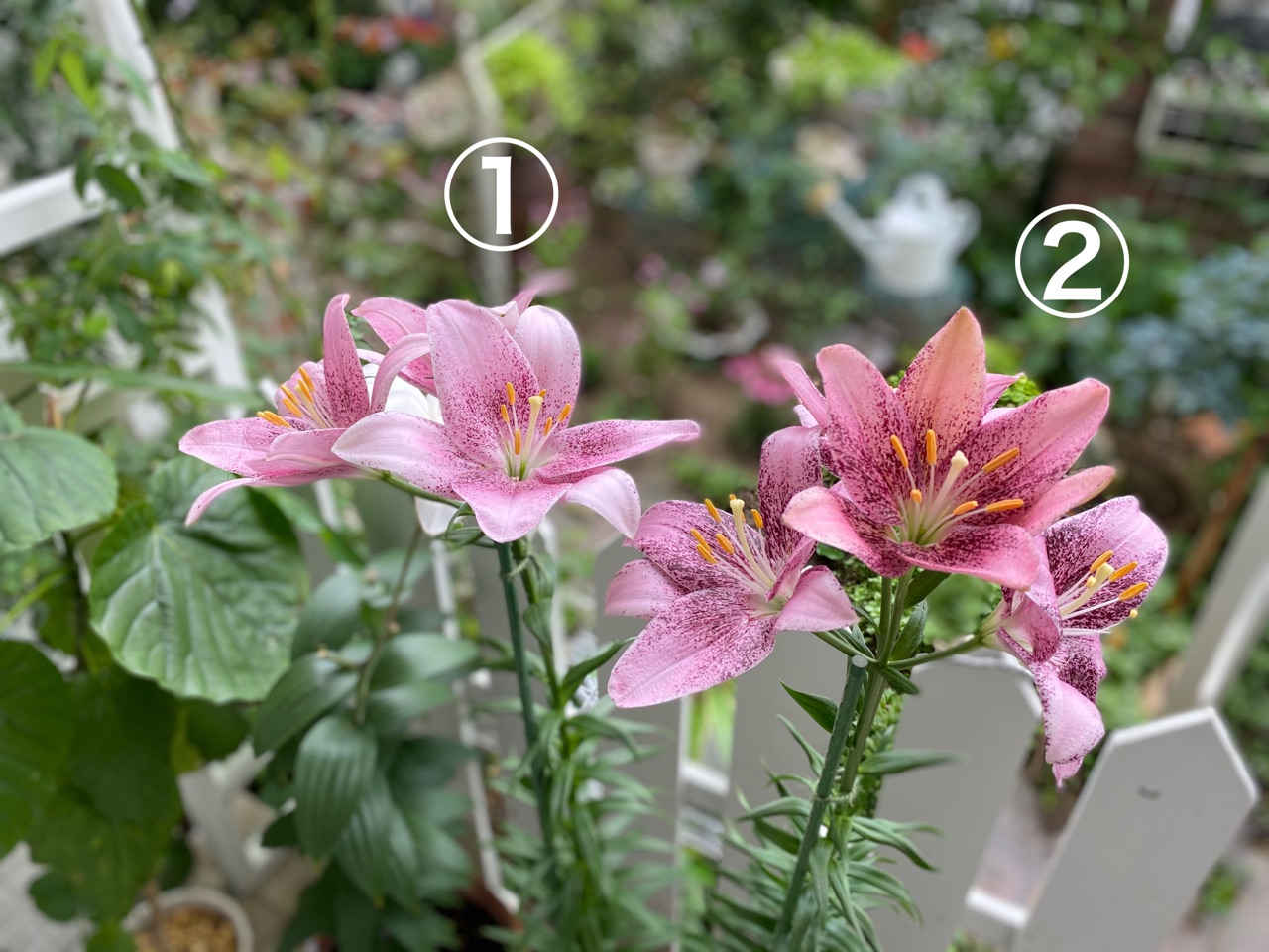 ユリ 分球 植え放しで増えたユリたち 沢山のツボミが膨らんで来ました のばらのガーデニングブログ Hana And Rose Garden Powered By ライブドアブログ