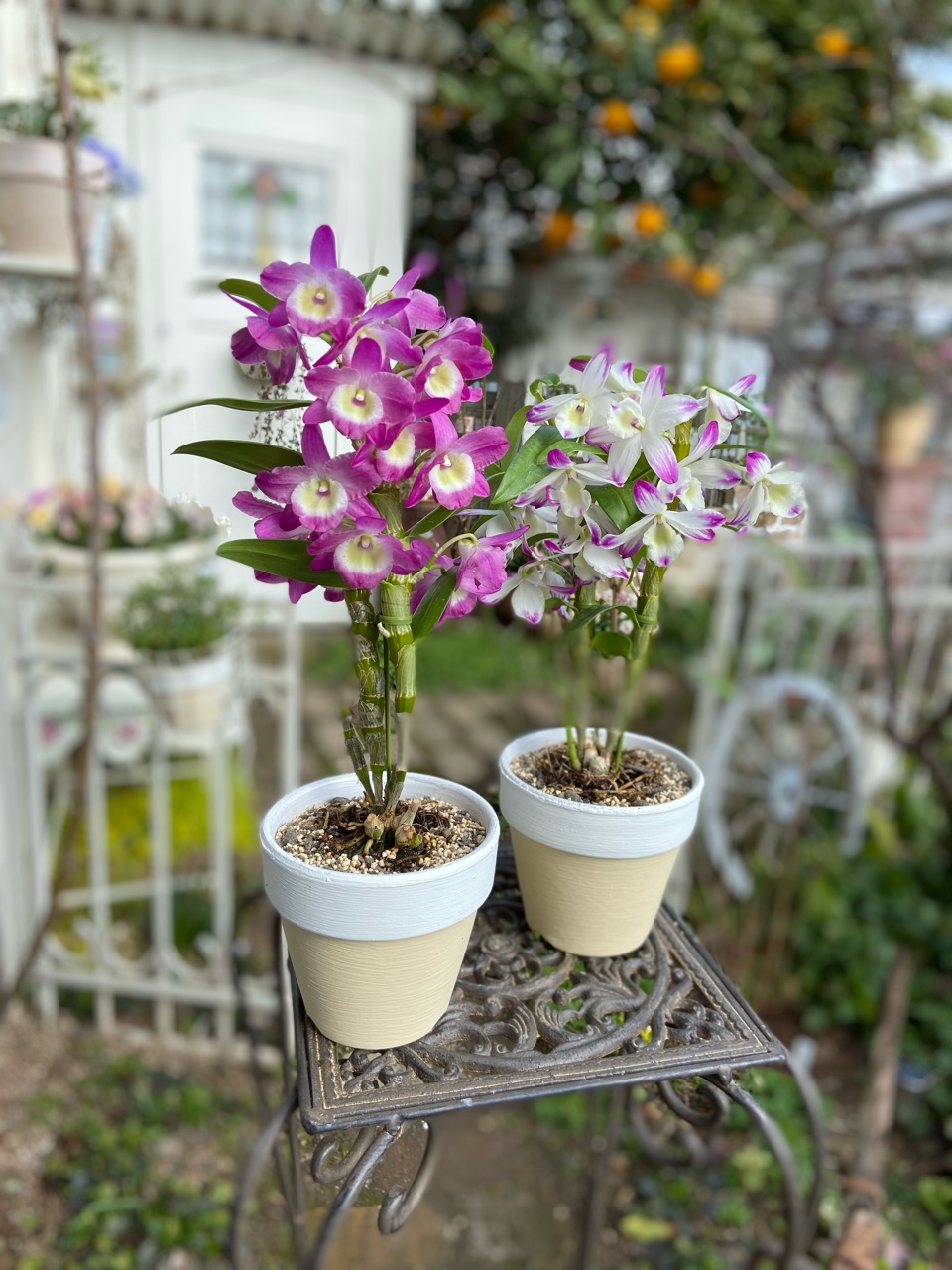 デンドロビウム（蘭）の植え方 : のばらのガーデニングブログ Hana and