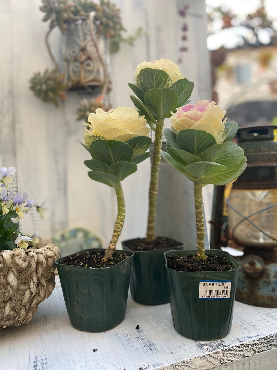 踊り葉牡丹 に挑戦 こんな種類を選びます のばらのガーデニングブログ Hana And Rose Garden Powered By ライブドアブログ