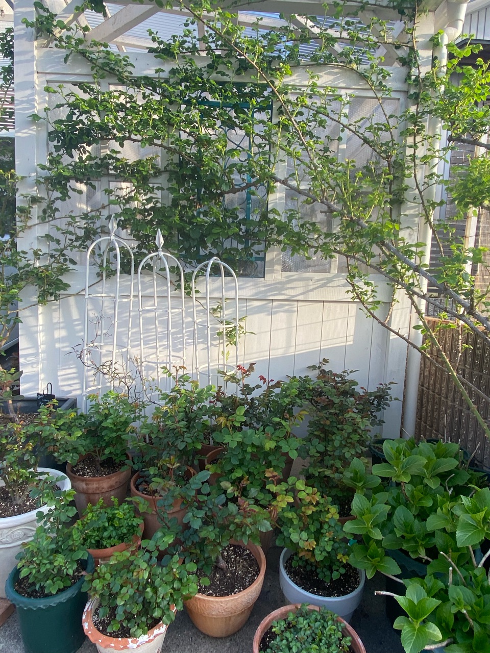 専用☆植木鉢☆ストック☆ビオラ