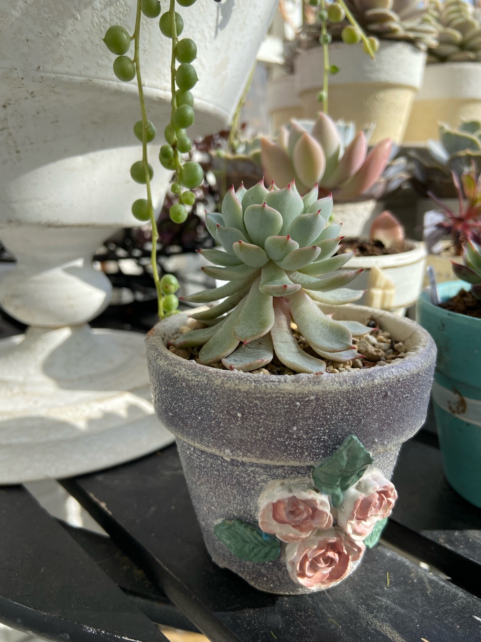 多肉】〝スカート〟と言う現象と処置「のばらの精＆花野バラ」 : の