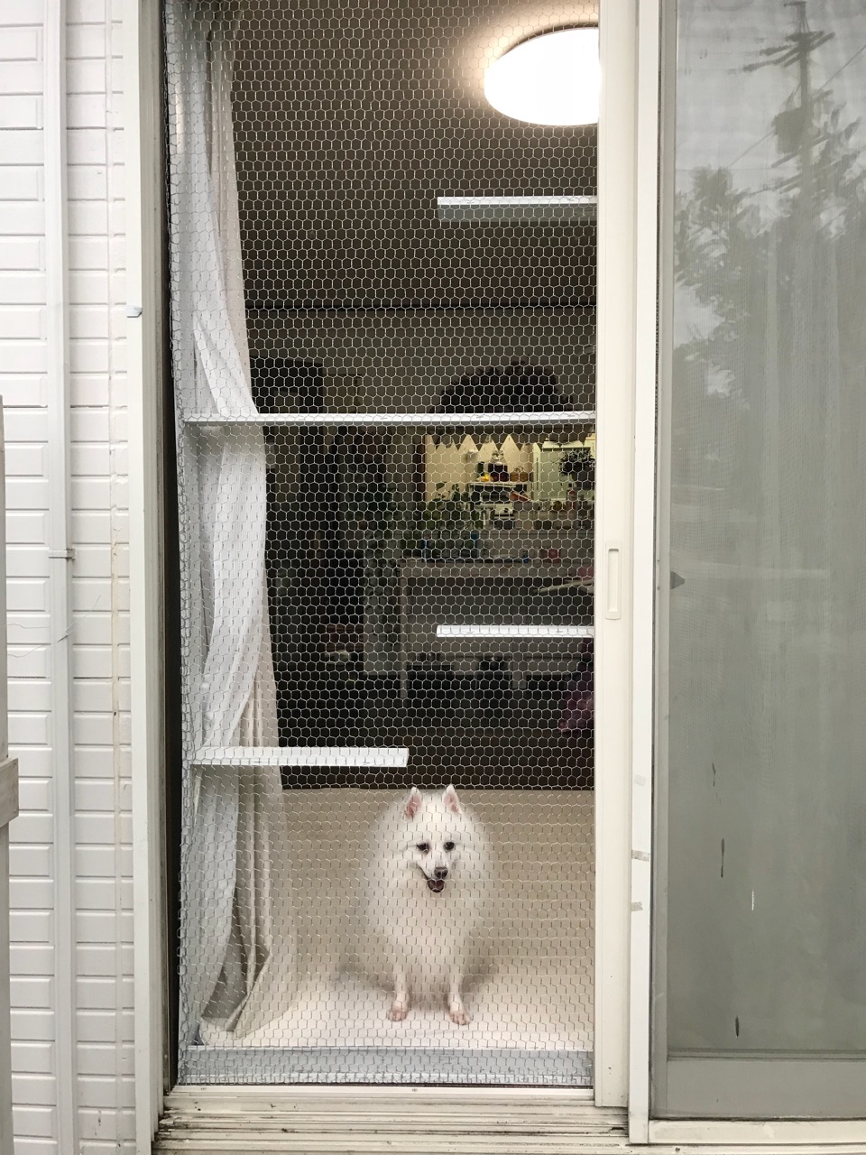 猫脱走防止柵兼キャットウォークDIY〜再利用の材木がチキン 猫脱走防止柵兼キャットウォークDIY〜再利用の材木がチキン