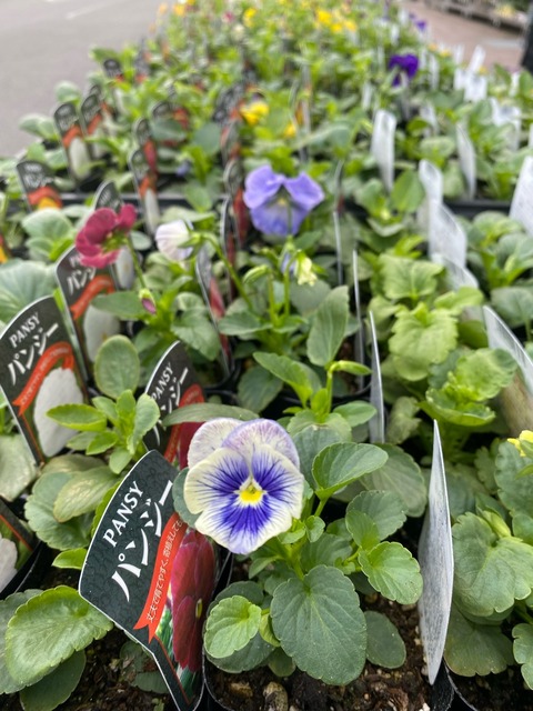 三*子様 クレマチス　苗　⑧ 三*子様 クレマチス 苗 ⑧