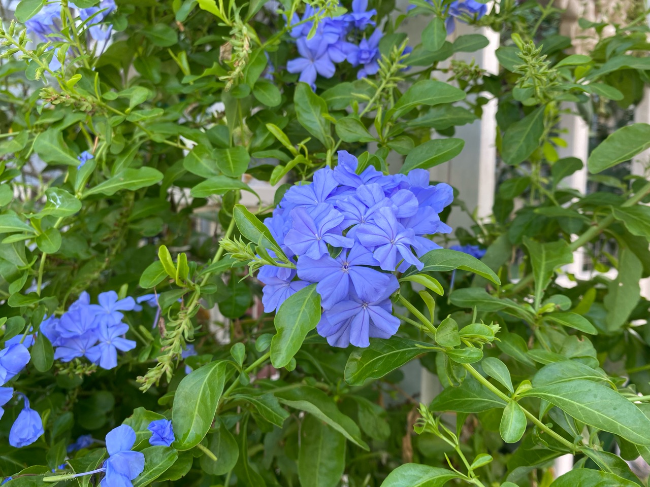 ルリマツリ　ブルペンバコ 園芸ネット本店｜プルンバーゴ（ルリマツリ）：ブルー ボサ仕立て 5号