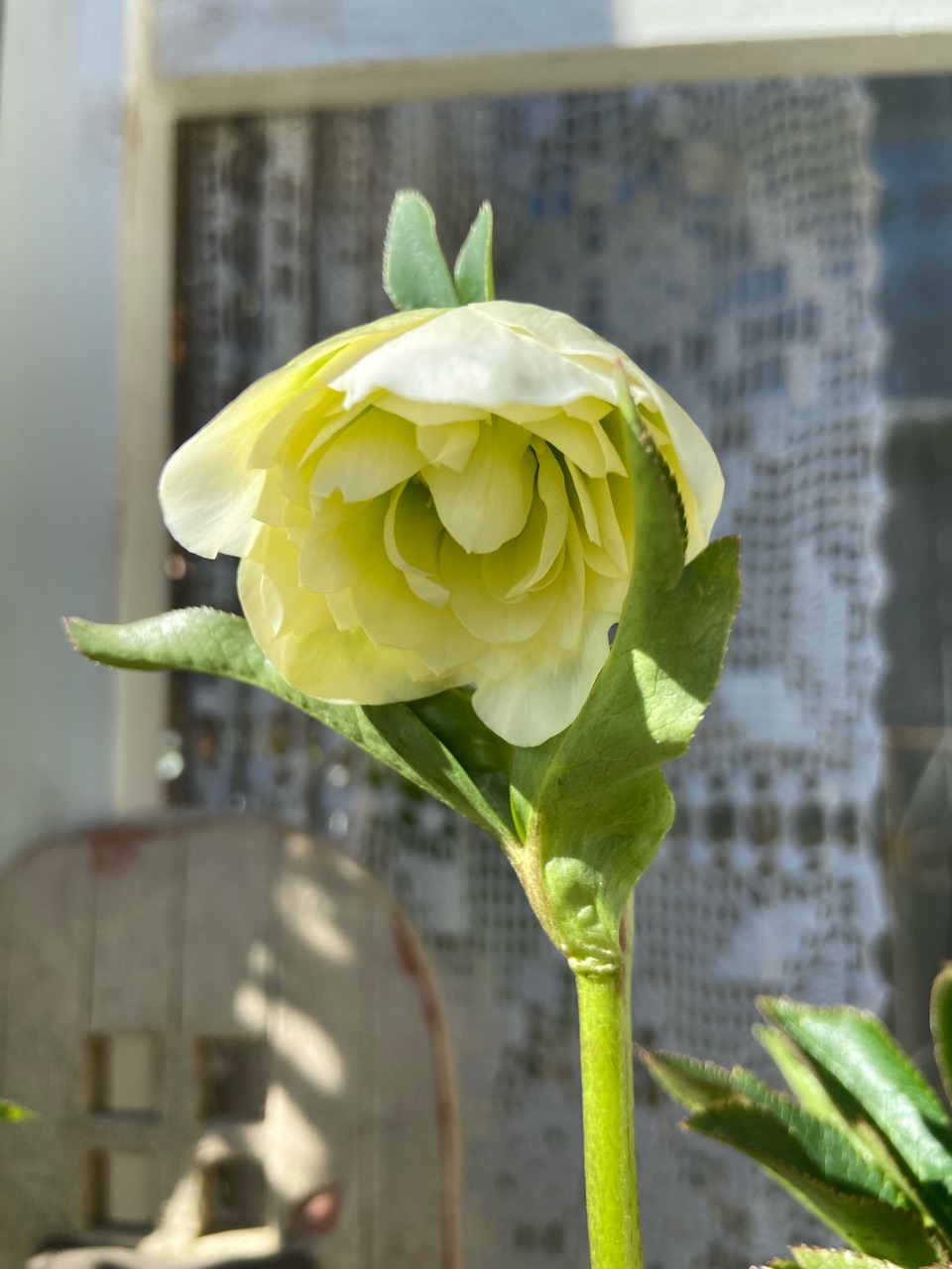開花を諦めていたクリスマスローズの株に小さく可愛い花が咲き 開花を諦めていたクリスマスローズの株に小さく可愛い花が咲き