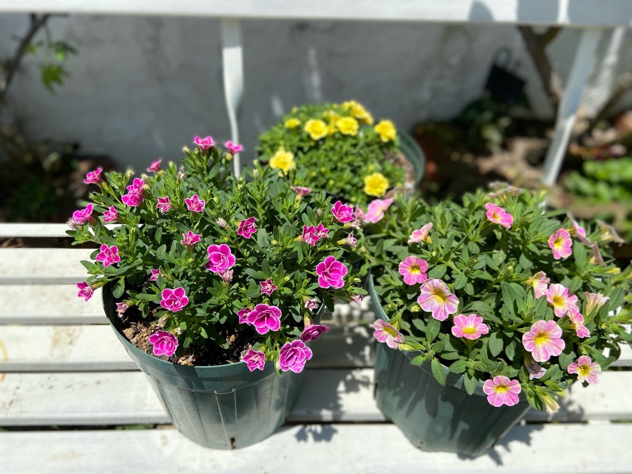 見切り苗の正しい選び方と1か月後の見違える姿｜可愛いスリット鉢 : の