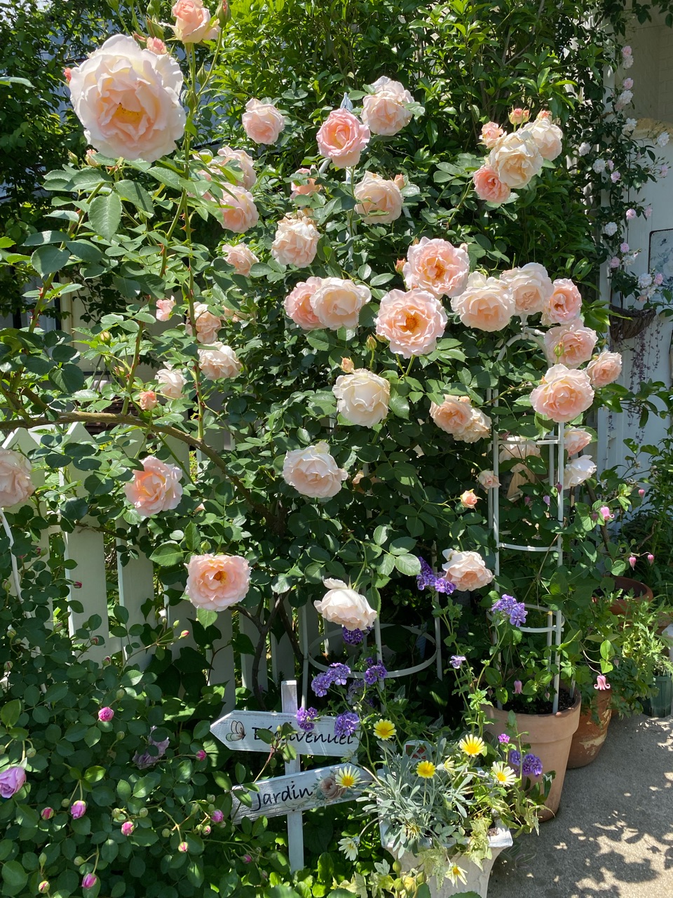 バラ ロココ ボローニャ満開 そして次のバラが咲き始めました のばらのガーデニングブログ Hana And Rose Garden Powered By ライブドアブログ バラ ロココ ボローニャ満開 そして次のバラが咲き始めました のばらのガーデニングブログ Hana And Rose Garden Powered By ライブドアブログ