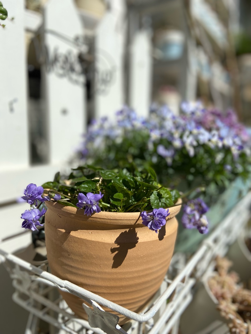 芳香性の高い花とホワイト〜ブルー系の花たち : のばらのガーデニング