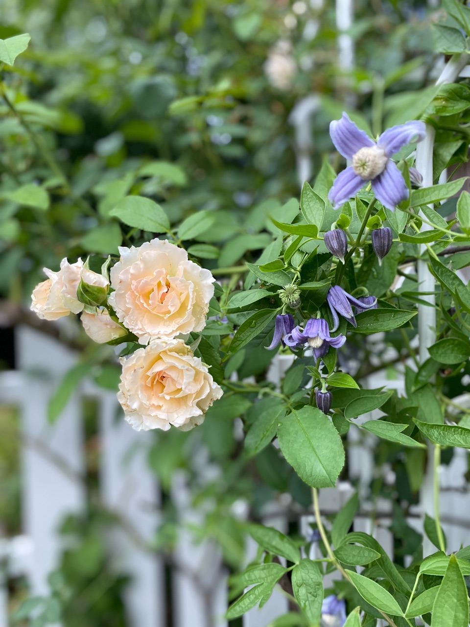 ロココ3回目の開花…クレマチスファッシネーションと夏とは思えない綺麗