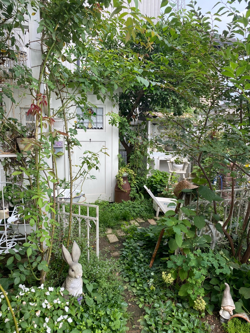 トトロの森 木のトンネルが出来ました のばらのガーデニングブログ Hana And Rose Garden Powered By ライブドアブログ トトロの森 木のトンネルが出来ました のばらのガーデニングブログ Hana And Rose Garden Powered By ライブドアブログ