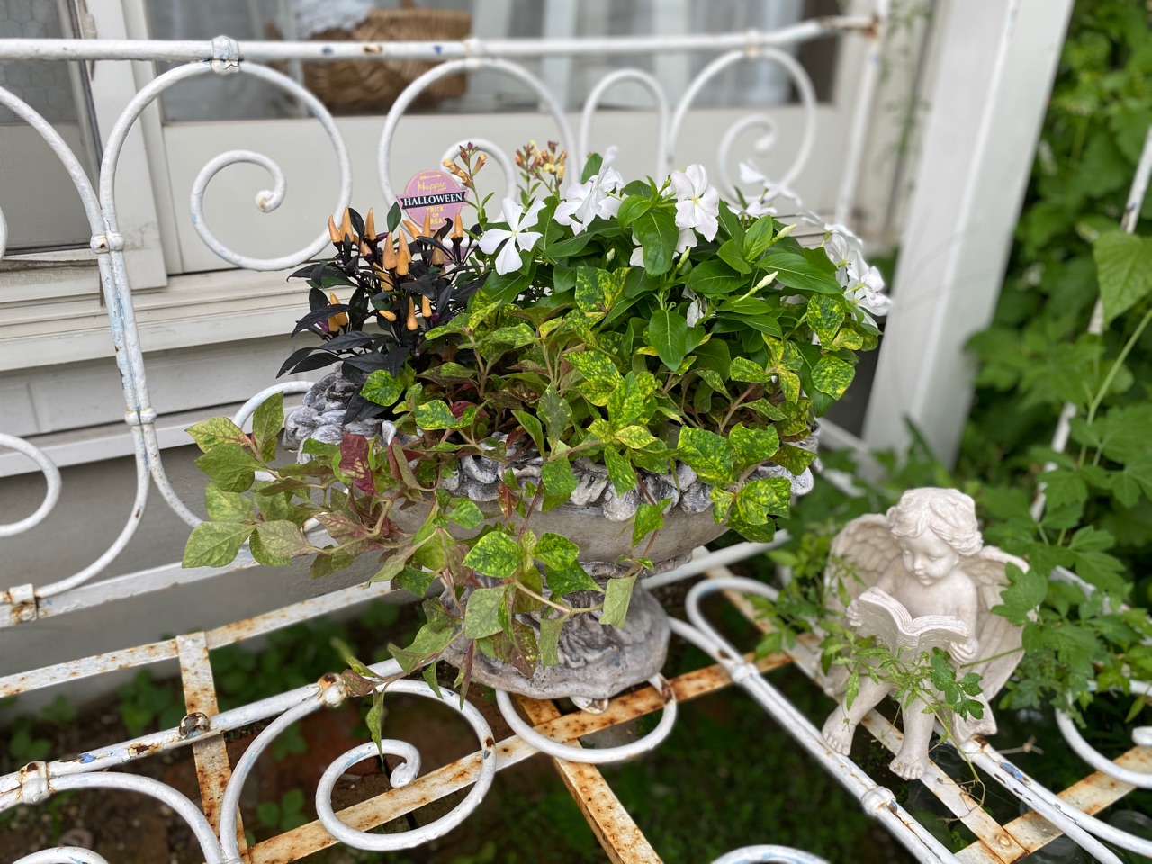 素敵な鉢にハロウィンの寄せ植え カタログが届く季節 のばらのガーデニングブログ Hana And Rose Garden Powered By ライブドアブログ