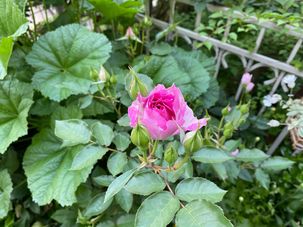 バラの季節の花へと移行する小庭 のばらのガーデニングブログ Hana And Rose Garden Powered By ライブドアブログ