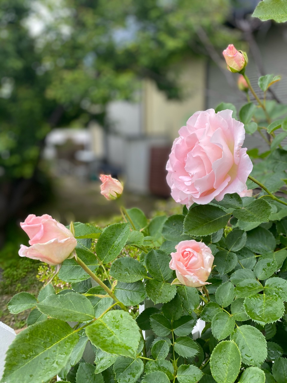 ロココがあまりにも美しくて のばらのガーデニングブログ Hana And Rose Garden Powered By ライブドアブログ ロココがあまりにも美しくて のばらのガーデニングブログ Hana And Rose Garden Powered By ライブドアブログ